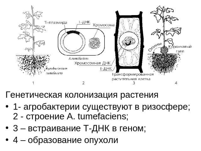 Генетическая колонизация растения 1- агробактерии существуют в ризосфере; 2 - строение A. tumefaciens; 3 – встраивание Т-ДНК в геном; 4 – образование опухоли