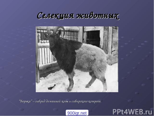 Селекция животных “Борька” – гибрид домашней козы и сибирского козерога. 900igr.net