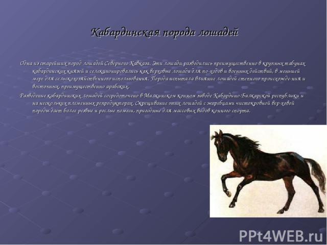 Кабардинская порода лошадей Одна из старейших пород лошадей Северного Кавказа. Эти лошади разводились преимущественно в крупных табунах кабардинских князей и селекционировались как верховые лошади для по ходов и военных действий, в меньшей мере для …