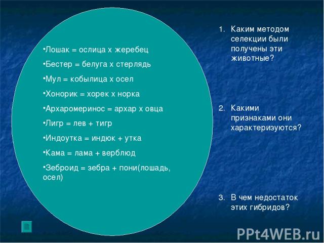 Лошак = ослица х жеребец Бестер = белуга х стерлядь Мул = кобылица х осел Хонорик = хорек х норка Архаромеринос = архар х овца Лигр = лев + тигр Индоутка = индюк + утка Кама = лама + верблюд Зеброид = зебра + пони(лошадь, осел) Каким методом селекци…