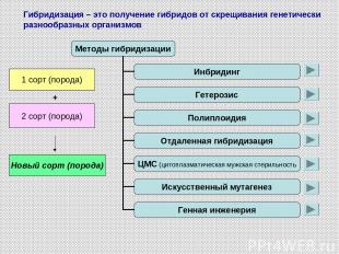 Гибридизация – это получение гибридов от скрещивания генетически разнообразных о