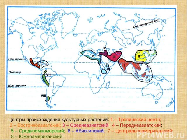Центры происхождения культурных растений: 1 – Тропический центр; 2 – Восточноазиатский; 3 – Среднеазиатский; 4 – Переднеазиатский; 5 – Средиземноморский; 6 – Абиссинский; 7 – Центральноамериканский; 8 – Южноамериканский.