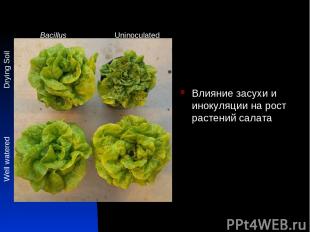 Влияние засухи и инокуляции на рост растений салата