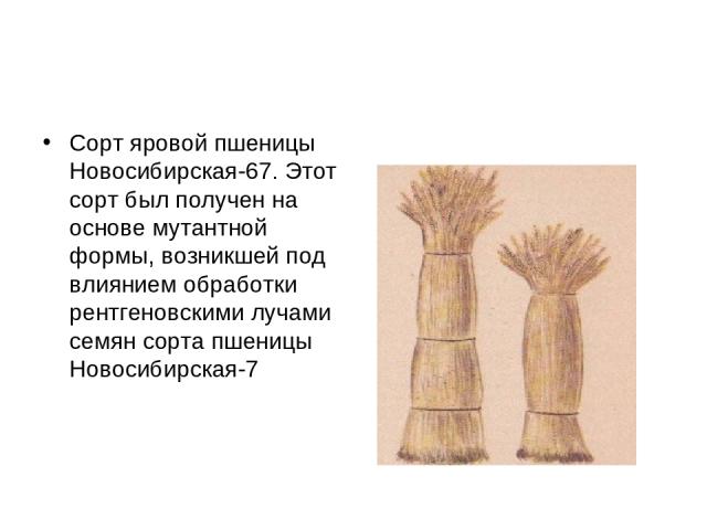 Сорт яровой пшеницы Новосибирская-67. Этот сорт был получен на основе мутантной формы, возникшей под влиянием обработки рентгеновскими лучами семян сорта пшеницы Новосибирская-7