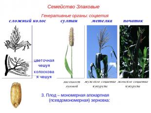 3. Плод – мономерная апокарпная (псевдомономерная) зерновка: сложный колос цвето