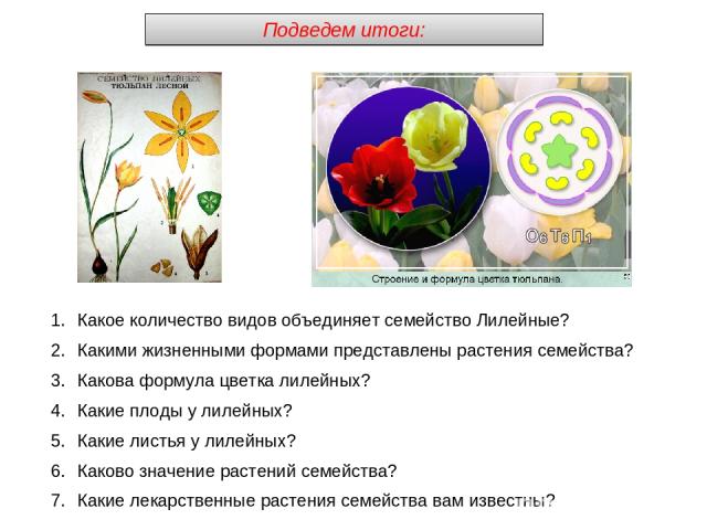 Какое количество видов объединяет семейство Лилейные? Какими жизненными формами представлены растения семейства? Какова формула цветка лилейных? Какие плоды у лилейных? Какие листья у лилейных? Каково значение растений семейства? Какие лекарственные…