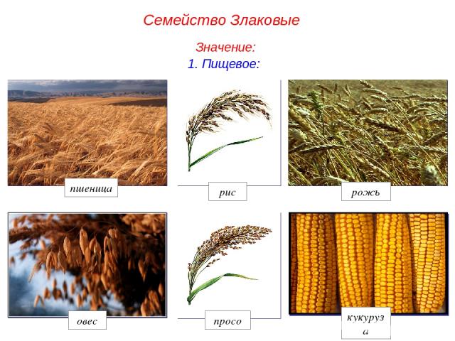 1. Пищевое: рис рожь просо овес кукуруза пшеница Семейство Злаковые Значение: