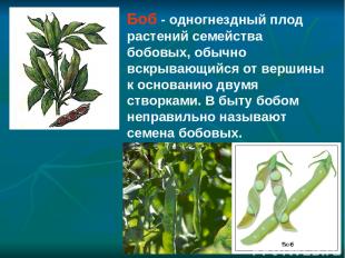 Боб - одногнездный плод растений семейства бобовых, обычно вскрывающийся от верш