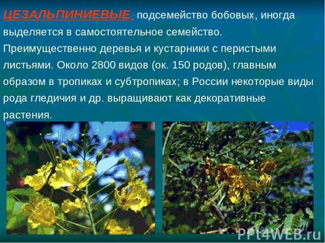 ЦЕЗАЛЬПИНИЕВЫЕ, подсемейство бобовых, иногда выделяется в самостоятельное семейство. Преимущественно деревья и кустарники с перистыми листьями. Около 2800 видов (ок. 150 родов), главным образом в тропиках и субтропиках; в России некоторые виды рода …