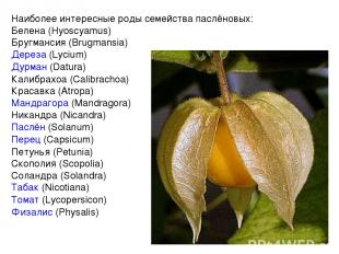 Наиболее интересные роды семейства паслёновых: Белена (Hyoscyamus) Бругмансия (B