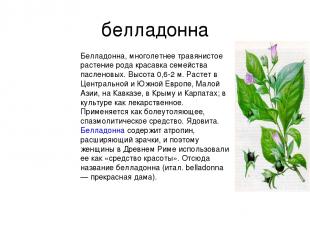 белладонна Белладонна, многолетнее травянистое растение рода красавка семейства
