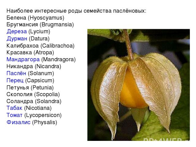 Наиболее интересные роды семейства паслёновых: Белена (Hyoscyamus) Бругмансия (Brugmansia) Дереза (Lycium) Дурман (Datura) Калибрахоа (Calibrachoa) Красавка (Atropa) Мандрагора (Mandragora) Никандра (Nicandra) Паслён (Solanum) Перец (Capsicum) Петун…