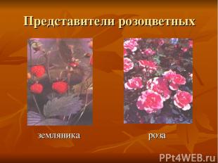 Представители розоцветных земляника роза
