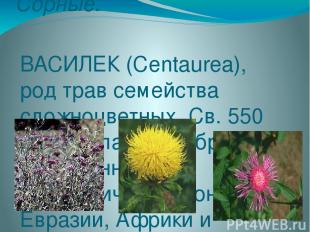 Сорные. ВАСИЛЕК (Centaurea), род трав семейства сложноцветных. Св. 550 видов, гл