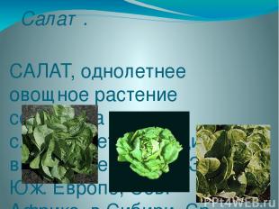 Салат. САЛАТ, однолетнее овощное растение семейства сложноцветных. В диком виде