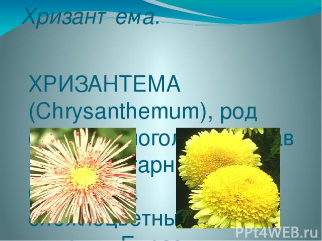 Хризантема. ХРИЗАНТЕМА (Chrysanthemum), род одно- и многолетних трав и полукустарников семейства сложноцветных. До 200 видов, в Евразии и Африке. Многочисленные сорта с соцветиями различной формы и окраски используют в декоративном садоводстве. Приг…