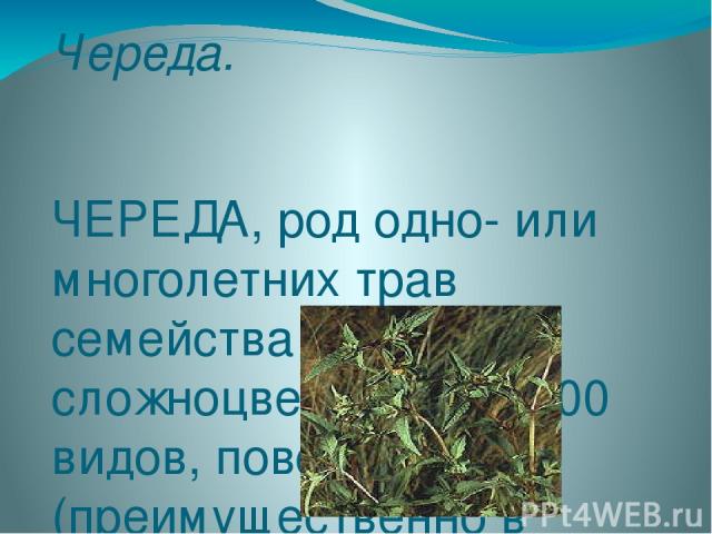 Череда. ЧЕРЕДА, род одно- или многолетних трав семейства сложноцветных. Св. 200 видов, повсеместно (преимущественно в Америке); в России несколько видов. Череда трехраздельная — лекарственное растение.