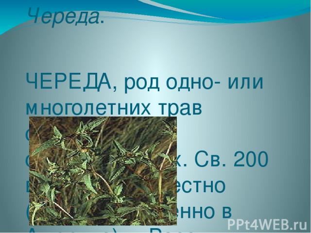 Череда. ЧЕРЕДА, род одно- или многолетних трав семейства сложноцветных. Св. 200 видов, повсеместно (преимущественно в Америке); в России несколько видов. Череда трёхраздельная — лекарственное растение.