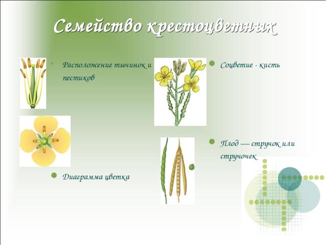 Семейство крестоцветных Расположение тычинок и пестиков Плод — стручок или стручочек Диаграмма цветка Соцветие - кисть