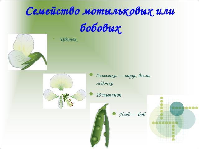 Цветок Плод — боб Лепестки — парус, весла, лодочка 10 тычинок Семейство мотыльковых или бобовых