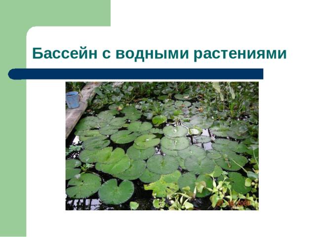 Бассейн с водными растениями