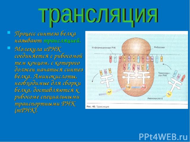 Процесс синтеза белка называют трансляцией. Молекула иРНК соединяется с рибосомой тем концом, с которого должен начаться синтез белка. Аминокислоты, необходимые для сборки белка, доставляются к рибосоме специальными транспортными РНК (тРНК).