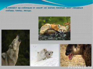 К семейству собачьих относятся: волки, лисицы, енотовидные собаки, гиены, песцы.