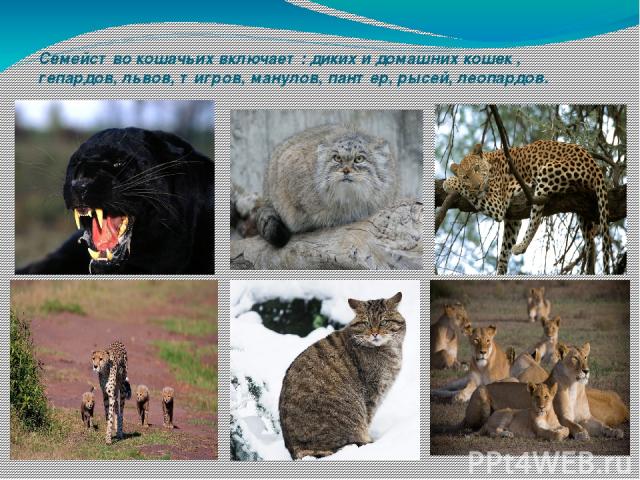 Семейство кошачьих включает: диких и домашних кошек , гепардов, львов, тигров, манулов, пантер, рысей, леопардов.