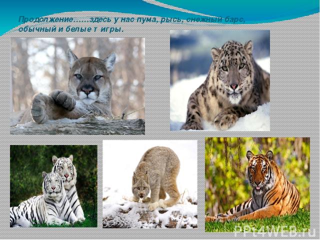 Продолжение……здесь у нас пума, рысь, снежный барс, обычный и белые тигры.