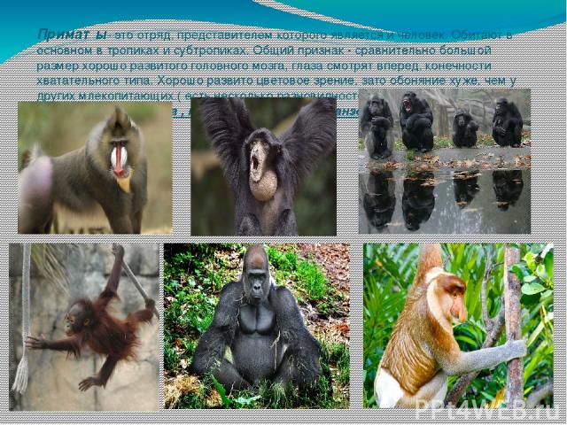 Приматы- это отряд, представителем которого является и человек. Обитают в основном в тропиках и субтропиках. Общий признак - сравнительно большой размер хорошо развитого головного мозга, глаза смотрят вперед, конечности хватательного типа. Хорошо ра…