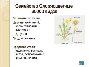Семейство Сложноцветные 25000 видов Соцветие- корзинка Цветки- трубчатый, воронк