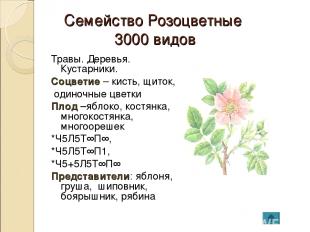 Семейство Розоцветные 3000 видов Травы. Деревья. Кустарники. Соцветие – кисть, щ
