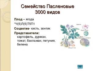 Семейство Пасленовые 3000 видов Плод – ягода *Ч(5)Л(5)Т5П1 Соцветие- кисть, зонт