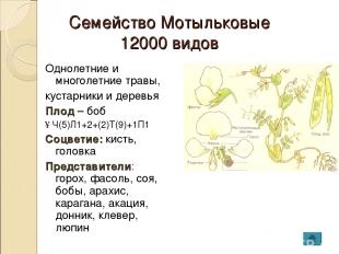 Семейство Мотыльковые 12000 видов Однолетние и многолетние травы, кустарники и д