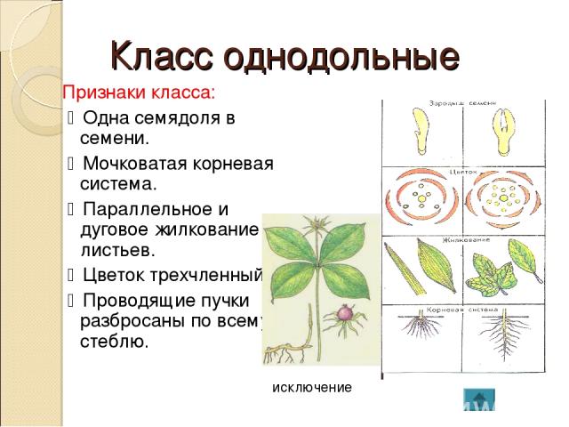 Класс однодольные Признаки класса: Одна семядоля в семени. Мочковатая корневая система. Параллельное и дуговое жилкование листьев. Цветок трехчленный. Проводящие пучки разбросаны по всему стеблю. исключение