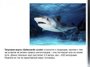Тигровая акула (Galeocerdo cuvier) относится к людоедам, причем с тем же успехом