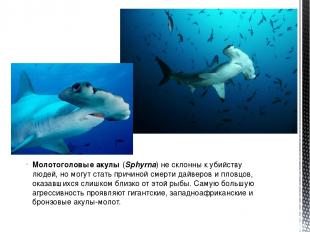 Молотоголовые акулы (Sphyrna) не склонны к убийству людей, но могут стать причин
