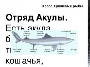 Отряд Акулы. Есть акула белая, голубая, тигровая, кошачья, суповая, сельдевая, а