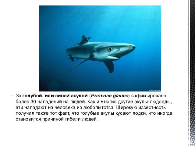 За голубой, или синей акулой (Prionace glauca) зафиксировано более 30 нападений на людей. Как и многие другие акулы-людоеды, эти нападают на человека из любопытства. Широкую известность получил также тот факт, что голубые акулы кусают лодки, что ино…