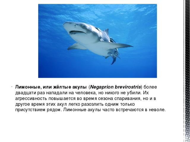 Лимонные, или жёлтые акулы (Negaprion brevirostris) более двадцати раз нападали на человека, но никого не убили. Их агрессивность повышается во время сезона спаривания, но и в другое время этих акул легко разозлить одним только присутствием рядом. Л…