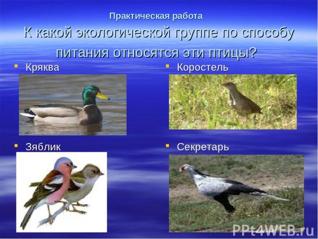 Практическая работа К какой экологической группе по способу питания относятся эти птицы? Коростель Зяблик Секретарь Кряква