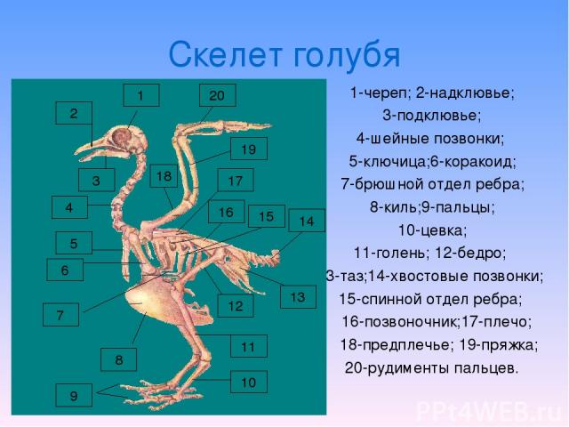 Скелет голубя 1-череп; 2-надклювье; 3-подклювье; 4-шейные позвонки; 5-ключица;6-коракоид; 7-брюшной отдел ребра; 8-киль;9-пальцы; 10-цевка; 11-голень; 12-бедро; 13-таз;14-хвостовые позвонки; 15-спинной отдел ребра; 16-позвоночник;17-плечо; 18-предпл…