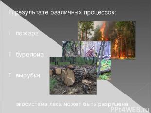 В результате различных процессов: ● пожара ● бурелома ● вырубки экосистема леса