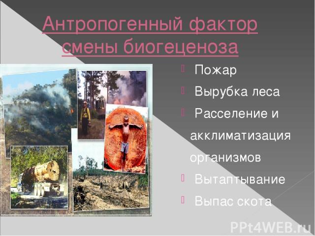 Антропогенный фактор смены биогеценоза Пожар Вырубка леса Расселение и акклиматизация организмов Вытаптывание Выпас скота