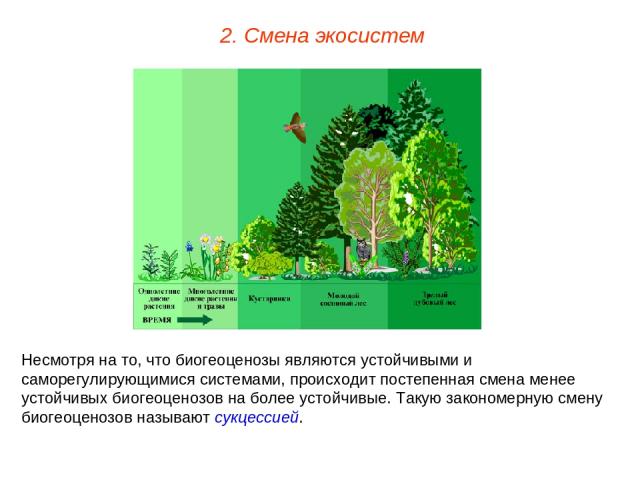 2. Смена экосистем Несмотря на то, что биогеоценозы являются устойчивыми и саморегулирующимися системами, происходит постепенная смена менее устойчивых биогеоценозов на более устойчивые. Такую закономерную смену биогеоценозов называют сукцессией.