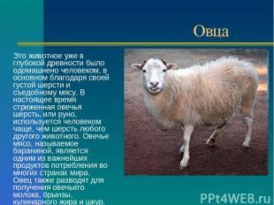Овца Это животное уже в глубокой древности было одомашнено человеком, в основном