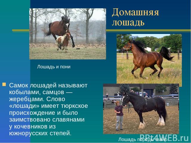 Домашняя лошадь Самок лошадей называют кобылами, самцов — жеребцами. Слово «лошади» имеет тюркское происхождение и было заимствовано славянами у кочевников из южнорусских степей. Лошадь и пони Лошадь породы шайр