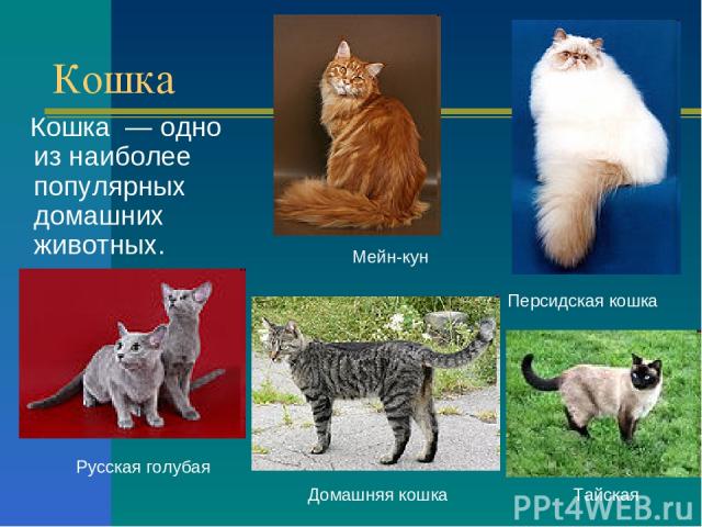 Кошка Кошка — одно из наиболее популярных домашних животных. Мейн-кун Персидская кошка Русская голубая Тайская Домашняя кошка
