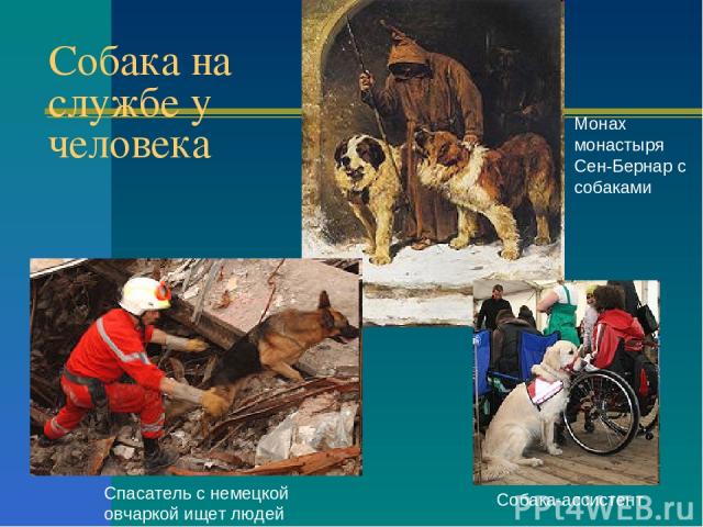 Собака на службе у человека Mонах монастыря Сен-Бернар с собаками Спасатель с немецкой овчаркой ищет людей Cобака-ассистент