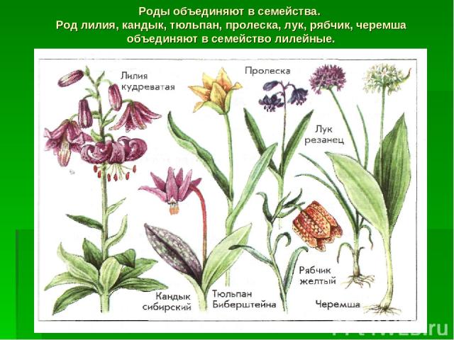 Роды объединяют в семейства. Род лилия, кандык, тюльпан, пролеска, лук, рябчик, черемша объединяют в семейство лилейные.
